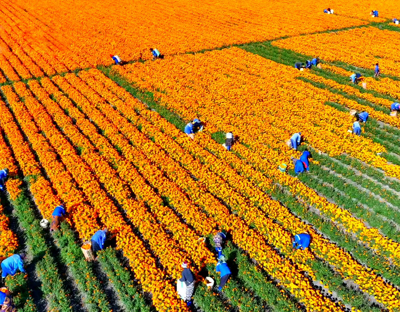 晨光生物贊比亞丨廣袤農(nóng)場 別樣風(fēng)光